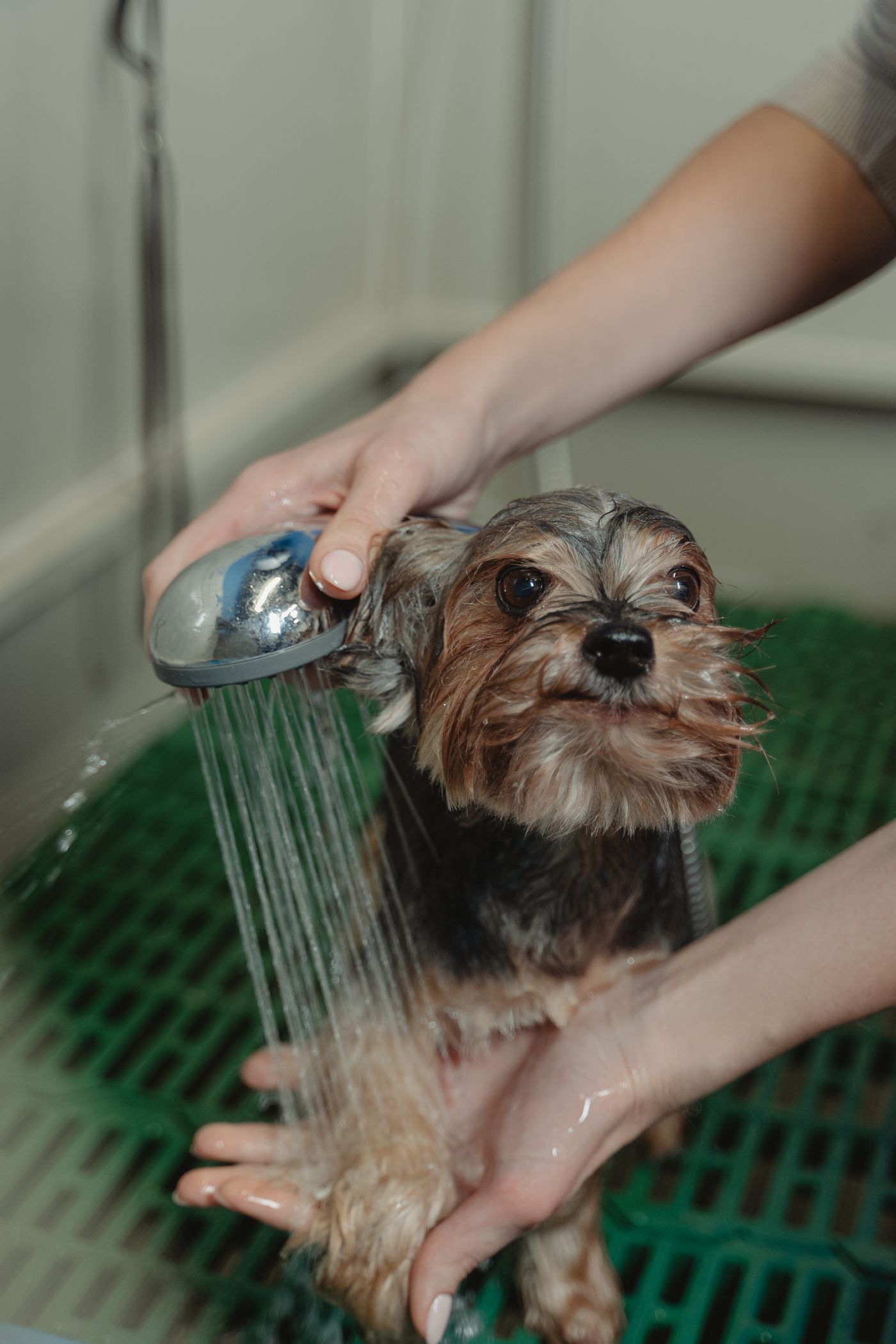 Yorkshire recebendo banho com ducha e cuidado manual