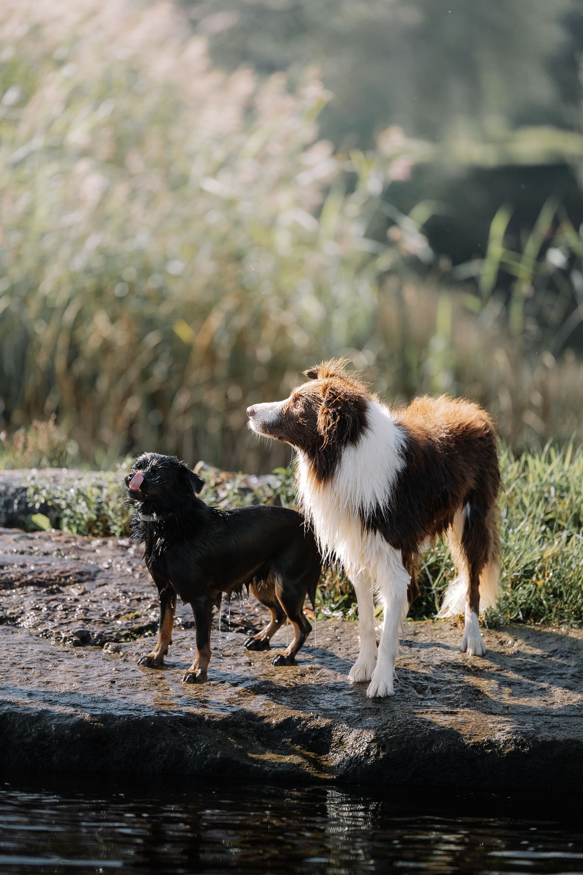 Dois cães juntos sobre uma pedra à beira da água