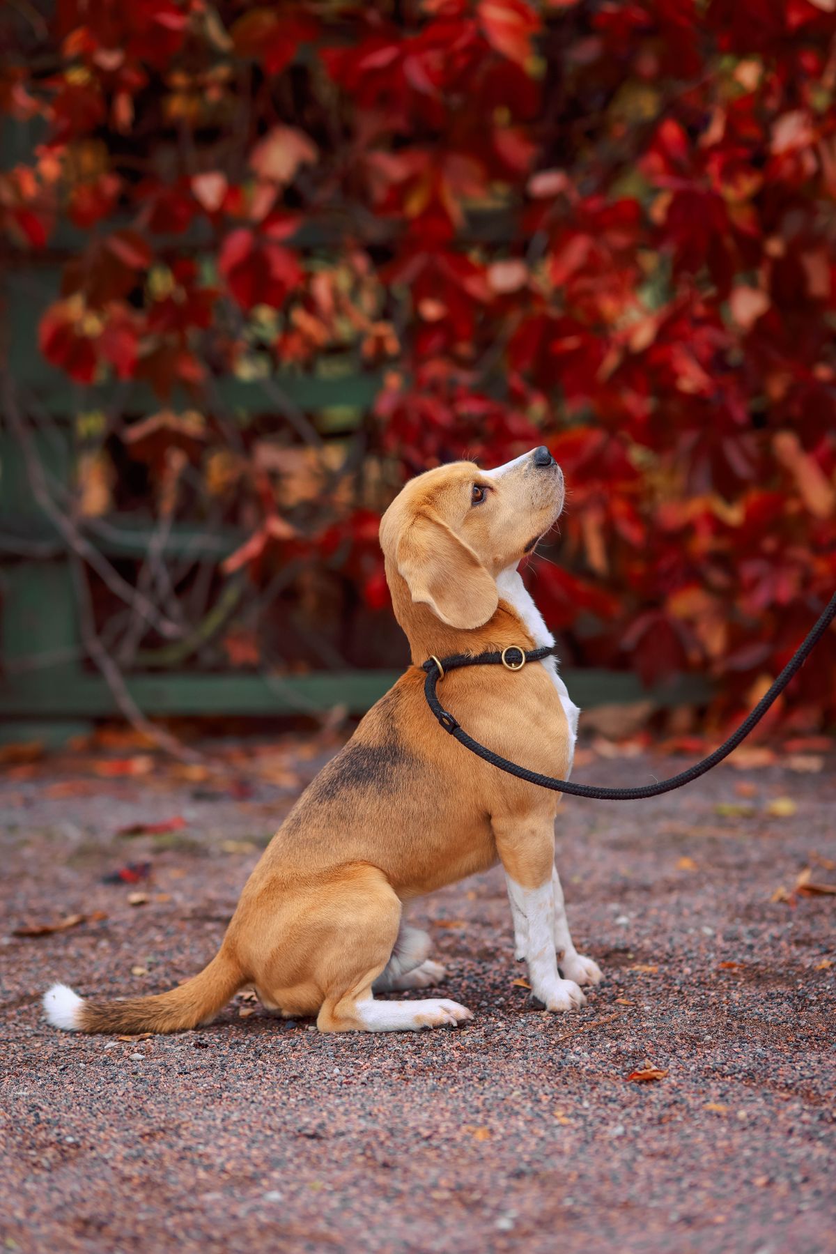 Beagle sentado durante um passeio