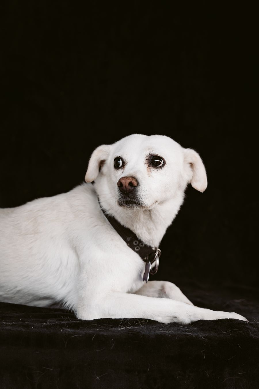 Cão branco deitado, olhando atentamente para a câmera