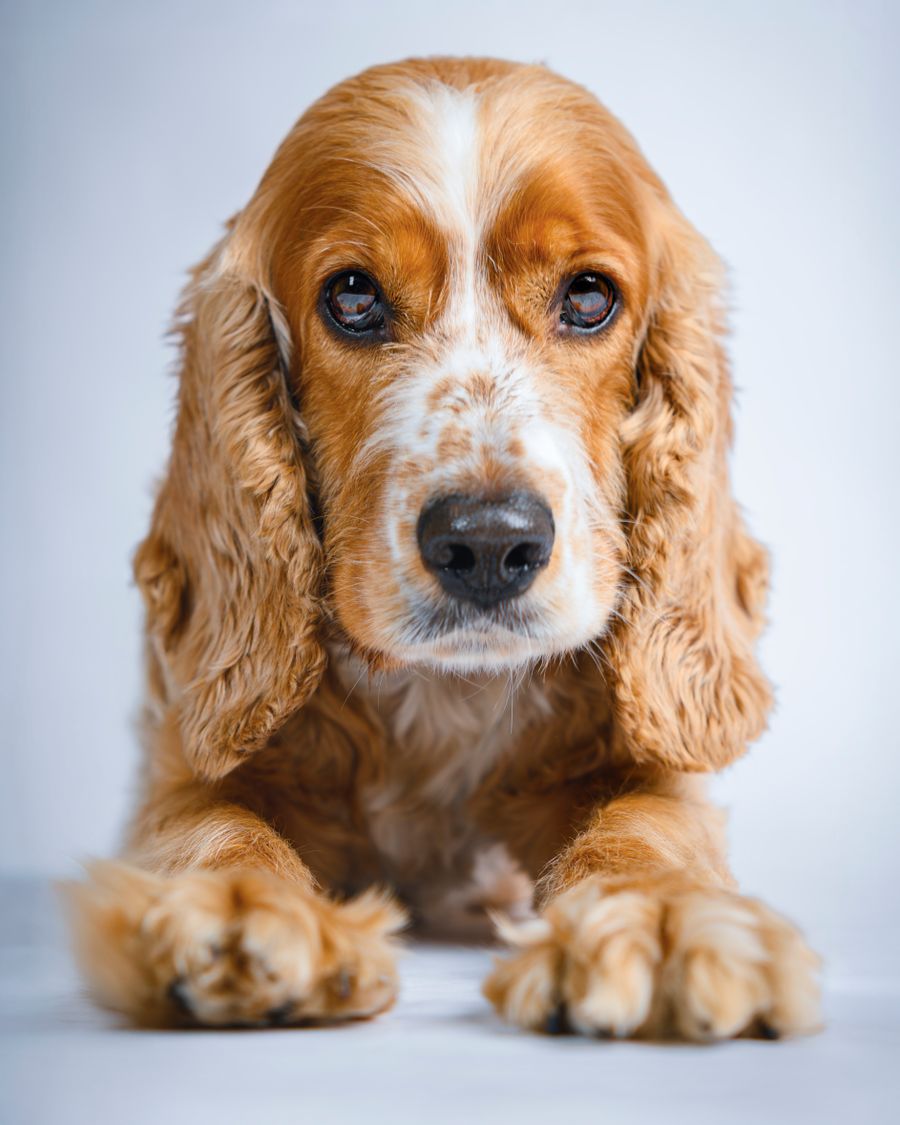 Cocker spaniel dourado apoiado nas patinhas