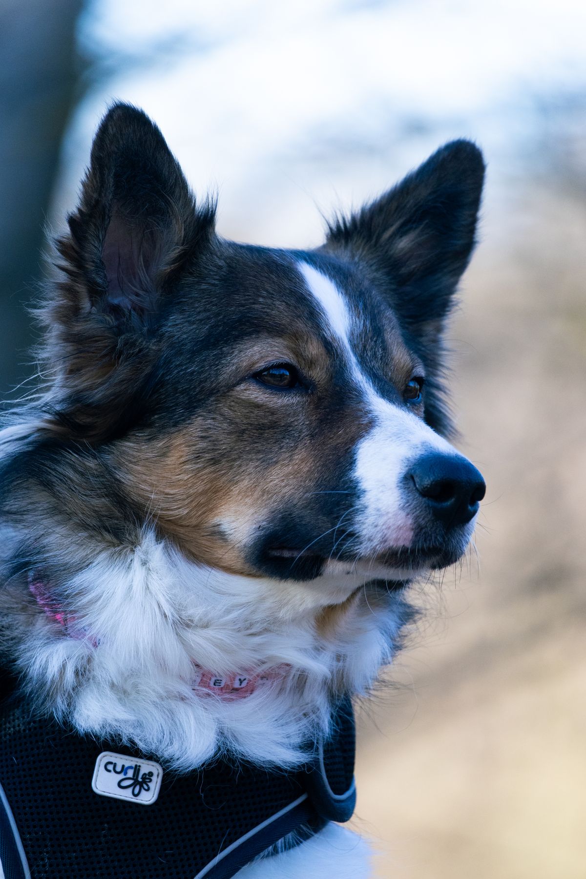 Retrato de um border collie preto, branco e marrom