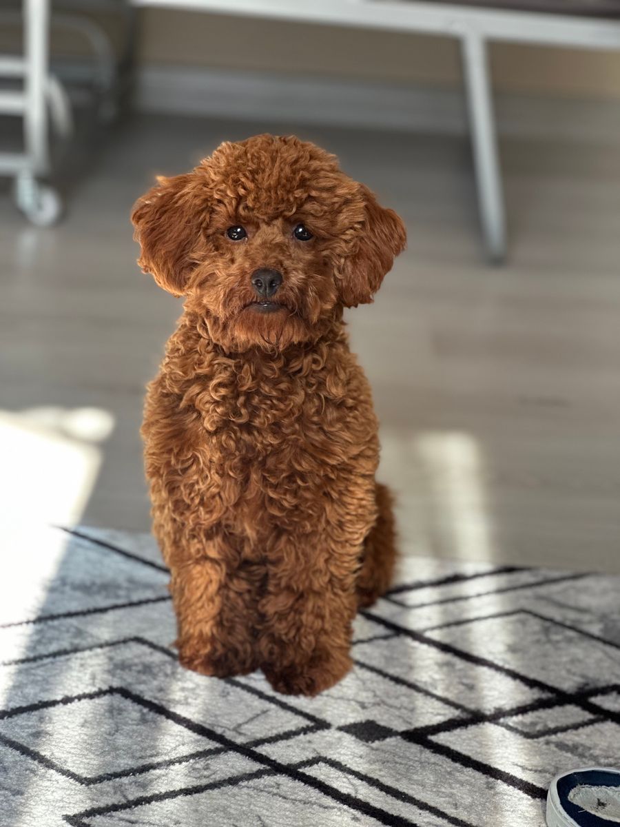 Poodle marrom de pelo encaracolado