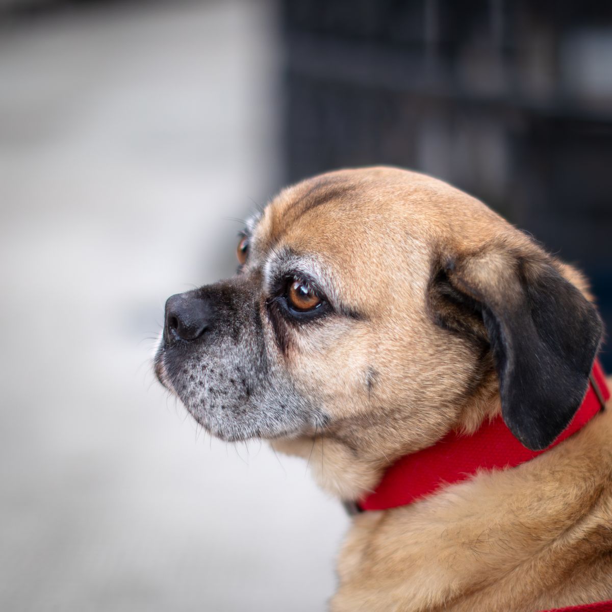 Cão de pelo curto e coleira vermelha visto de perfil