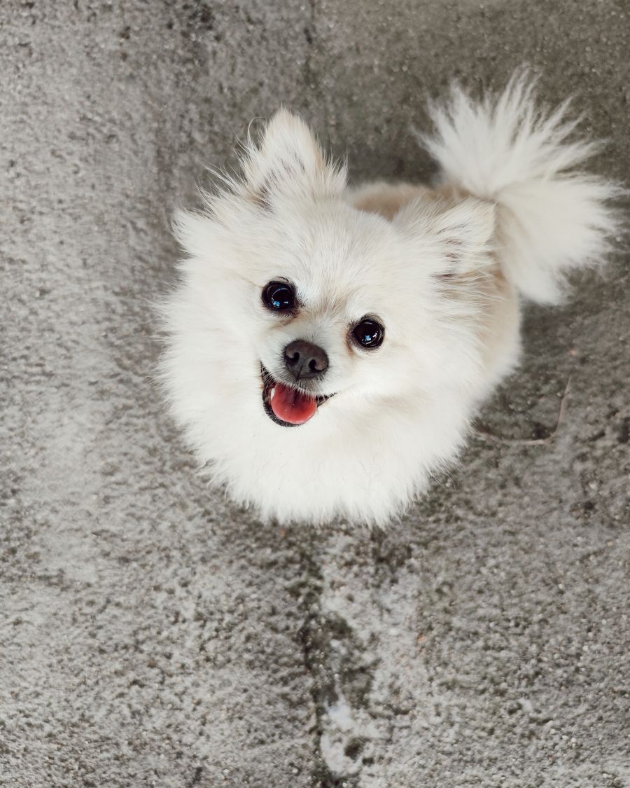 Spitz branco olhando para cima